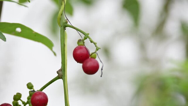 Ripe fruits of&nbsp;Tinospora cordifolia. Its common names Giloy, Guduchi and 
&nbsp;heart leaved moonseed. It has been used in&nbsp;Ayurveda&nbsp;in an attempt to treat various disorders. Red berries in vine.