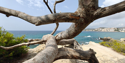 Skeleton of a dead tree. Mallorca, beach in Paguera.