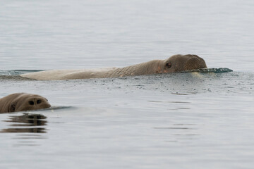 Morse, Odobenus rosmarus, Spitzberg, Svalbard, Norv&egrave;ge
