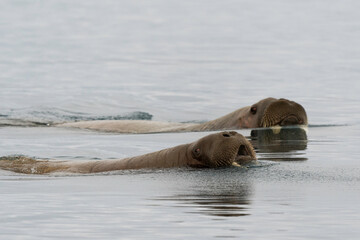 Morse, Odobenus rosmarus, Spitzberg, Svalbard, Norvège