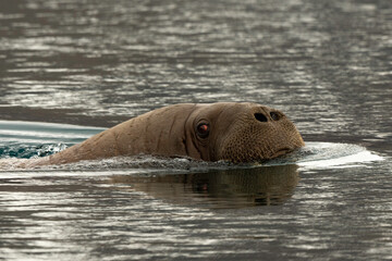 Morse, Odobenus rosmarus, Spitzberg, Svalbard, Norvège