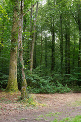 Naklejka premium Bois de Henan, Espace naturel Protégé, 29, Finistère, France