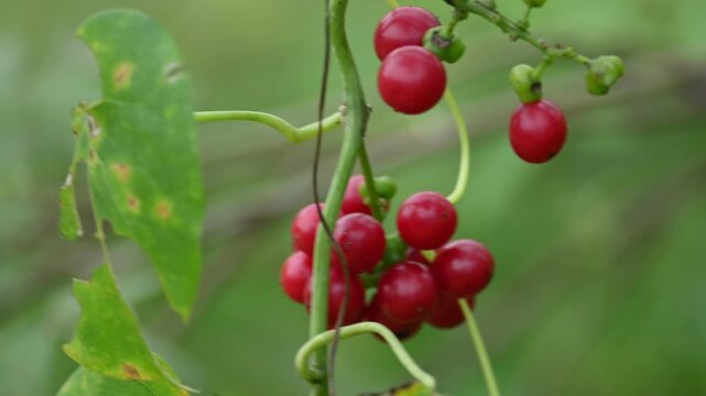Ripe fruits of&nbsp;Tinospora cordifolia. Its common names Giloy, Guduchi and 
&nbsp;heart leaved moonseed. It has been used in&nbsp;Ayurveda&nbsp;in an attempt to treat various disorders. Red berries in vine.