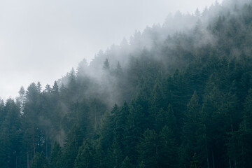 Misty forest mountain slope with evergreens fading into drifting fog under an overcast sky,...