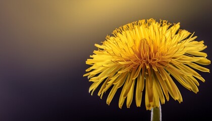 yellow dandelion flower