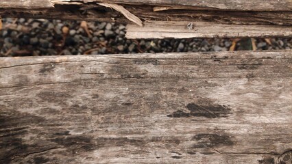 Close-up photo of cracked old wood with small black seeds and natural textures inside the gap. This...
