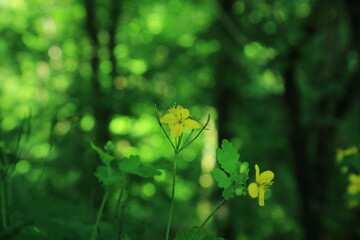 Chelidonium majus flower in forest clearing