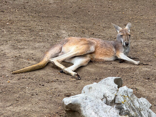 Red kangaroo resting on the ground. Wildlife, adaptation, and natural behavior of marsupials in dry environments.