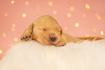 Cute newborn golden retriever puppy resting in a wicker basket on soft white fur with pink bokeh lights. Ideal for pet, childhood, and love concepts.