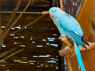 Blue parakeet resting on a wooden perch. Captive parrot species, exotic wildlife and tropical...