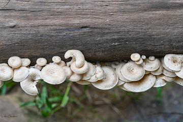 Mushrooms growing on logs in the wild