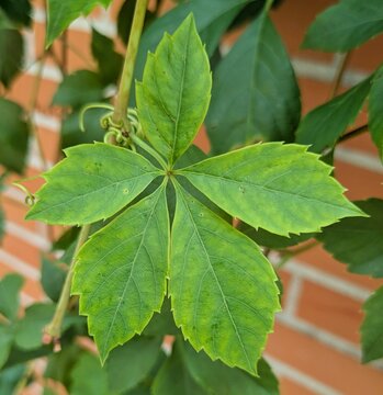 Parra virgen. Vista de cerca de hoja de Parthenocissus quinquefolia en pared de ladrillo 