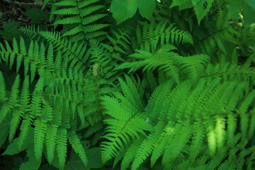 Cluster of fern fronds in dense understory