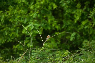 Red-backed Shrike on a branch in honest territory