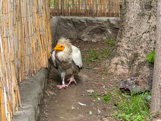 Egyptian vulture standing near a wall. Scavenging, survival, and raptor presence in wildlife.