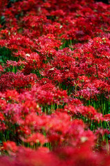 Close-up of Red Spider Lily (Lycoris radiata) in Bloom