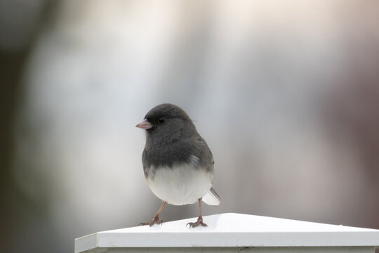 Dark eyed junco perched on a fence