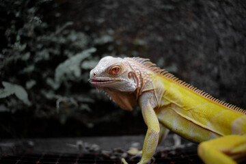 Close-up portrait of an albino iguana on a piece of wood while eating vegetable