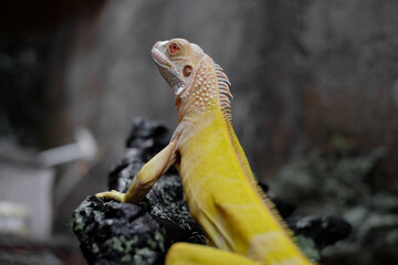 Close-up portrait of an albino iguana on a piece of wood