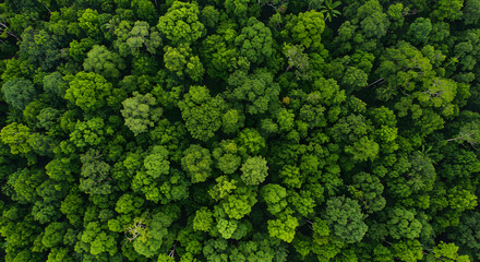 Naklejka premium A breathtaking top-down aerial view of a vibrant, dense jungle canopy, showcasing the rich texture and pattern of the treetops