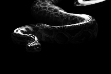burmese python