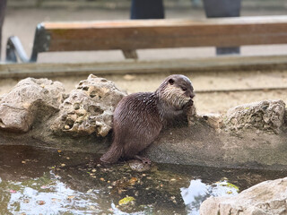 Otter by the water edge. Curiosity, alertness, and natural behavior of aquatic mammals.