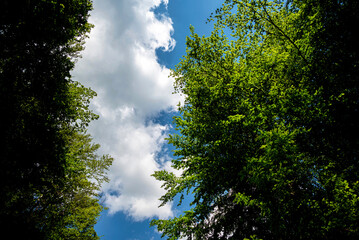 Obraz premium View through the treetops towards the sky and clouds Photo shows view towards the sky framed by green treetops and clouds.