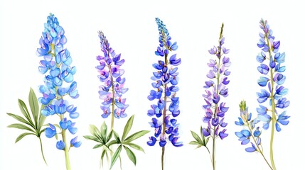 Naklejka premium A collection of watercolor illustrations of lupine flowers in various shades of blue and purple, showcasing their unique shapes and details