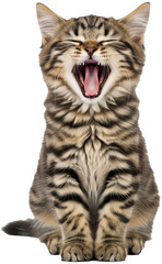 Fototapeta premium 고급스러운 고양이 Elegant Cat