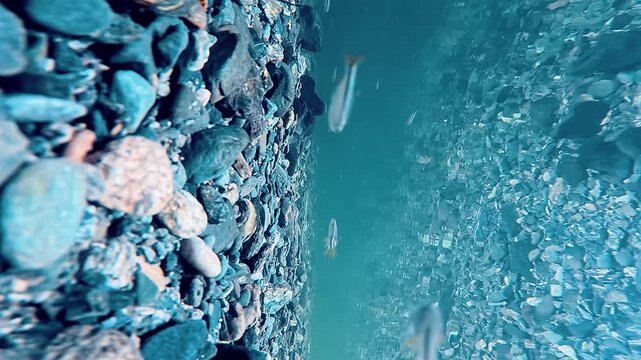 透明な川の中の水の流れ【縦動画】
