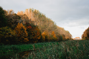 Obraz premium autumn trees near the canal
