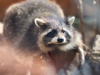Raccoon resting on a wooden log. Wildlife, curiosity, and survival instincts of small mammals adapted to both natural and urban environments.