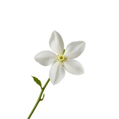 Obraz premium Jasmine blossom on white background.