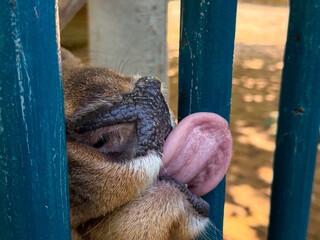 Close-up of deer tongue pressed against metal bars. Sensory adaptation, instinctive movement, and...