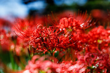 Close-up of Red Spider Lily (Lycoris radiata) in Bloom