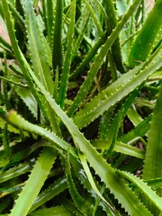 Close up shot of aloe vera plant on rainy season.