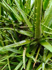 Close up shot of aloe vera plant on rainy season.