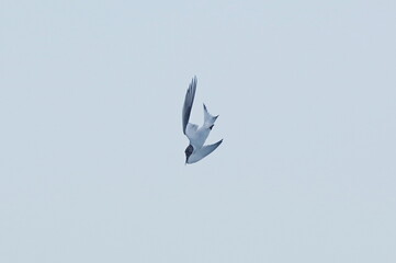 Mogue before the attack. Sandwich tern. Thalasseus sandvicensis, Sandwich tern