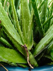 Close up shot of aloe vera plant on rainy season.