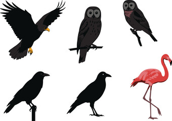 PrintVector illustration of birds including eagle, owls, crows, and flamingo in silhouette and color style for wildlife and nature designs.