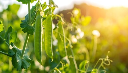 Fresh green peas on the vine, sunlit