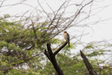 Red-necked falcon (Falco chicquera) at Shirsuphal, Bhigwan, Maharashtra, India.