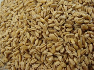 Triticum aestivum, called Busomak in Korea, dried immature wheat grain used in herbal medicine to nourish heart, stop sweating, relieve deficiency fever, and promote vitality, photographed in Korea