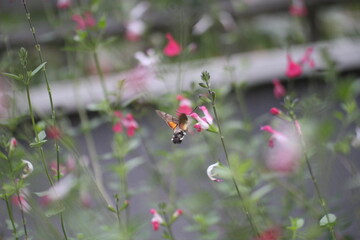 Hummingbird hawk-moth Hummingbird moth Macroglossum stellatarum on white flower with pollen and nectar
