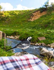 Fototapeta premium Bird on a mountain stream