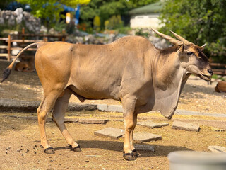 Common eland standing on dry ground. Wildlife, zoology, and African antelope species in captivity.