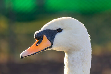 Swan with a black beak and orange eyes. The swan is white and has a black beak