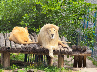 Lion and lioness lying together in enclosure. Big cat resting, pair bond and social wildlife...