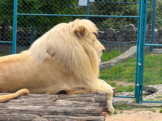 Male lion portrait with detailed mane. Strength, leadership, and symbolic power of African wildlife.