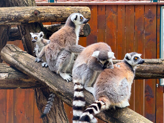 Ring-tailed lemurs sitting on wooden branch. Observation, adaptation, and survival of primates in natural and enclosed habitats.